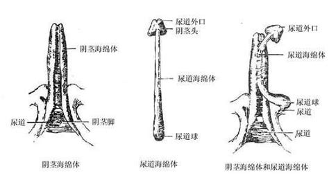 阴部构造图图片