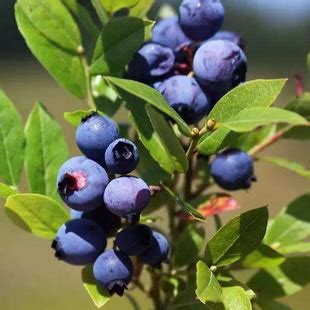 蓝莓苗【蓝丰】蓝莓树苗南北方四季种植果树苗盆栽地栽当年结果-阿里巴巴