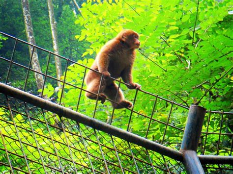 峨眉山峨眉猴，一道活动的风景 - 知乎