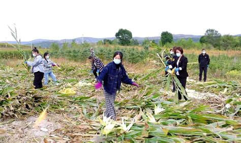航拍：唐山农民机收玉米（组图）_通讯员报道_唐山环渤海新闻网