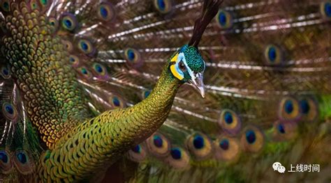 孔雀 蓝色 羽毛 鸟 动物图片免费下载 - 觅知网