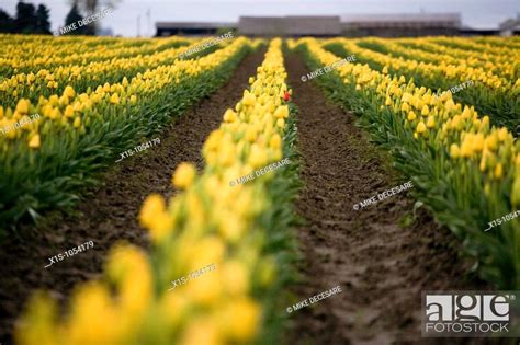 Row after row of yellow tulips create a sea of yellow in a field, Stock ...