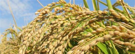 水稻亩产多少斤，附水稻的种植方法-农百科