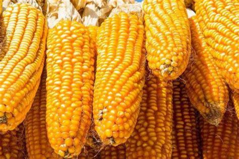 玉米种子催芽方法-农百科
