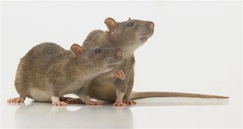 【捕鼠公司】幼儿园一名幼儿被老鼠咬伤 园方已聘人灭鼠除害_灭老鼠_除四害消杀灭虫网