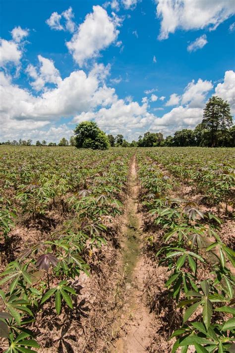 Cassava field stock photo. Image of beautiful, botany - 44068050
