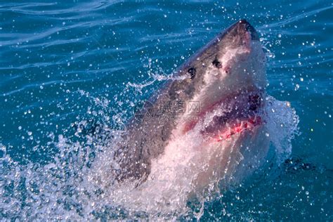 大白鲨是一个顶级捕食者高清图片下载-正版图片503069100-摄图网