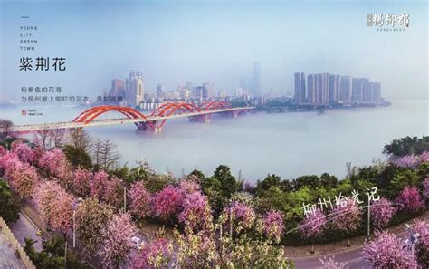 广西柳州：紫荆花盛开春满城-图片-中国天气网