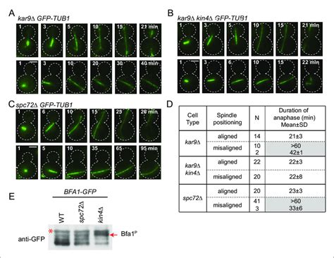 spc72D cells are SPOC proficient (A–C) Representative time-lapse images ...