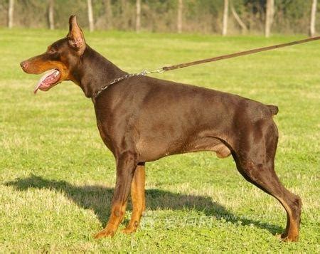 杜宾犬（棕色）高清摄影大图-千库网