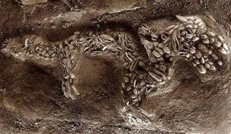 濮阳西水坡蚌壳堆塑龙：被多学科所公认的最早的“龙” - 河南省文化和旅游厅
