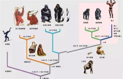 进化论 - 快懂百科