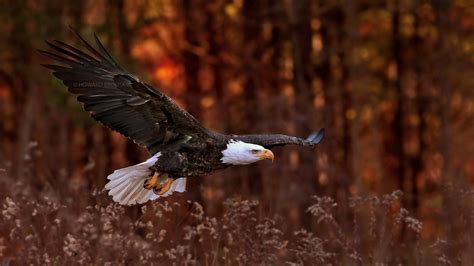 Eagle Flying Wallpapers - Top Free Eagle Flying Backgrounds ...