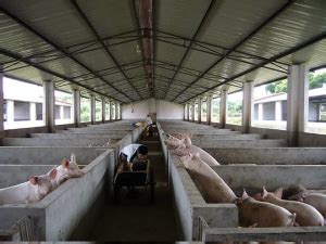 猪圈怎么建最好？ 养猪场建在什么地方比较合适？建养猪场需要考虑哪些因素？ | 说明书网