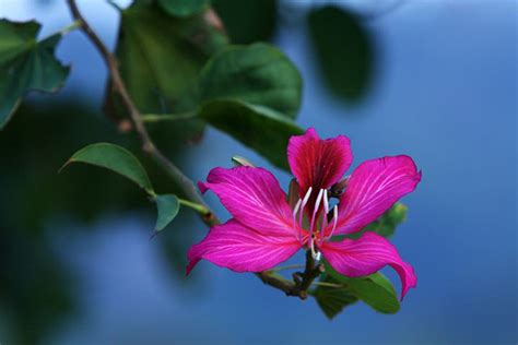 紫荆花的花语是什么？紫荆花的寓意和象征-花卉百科-中国花木网