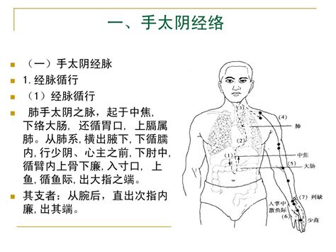 手太阴肺经经络图图片 手太阴肺经经络图图片