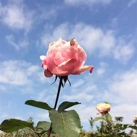 安宁八街：万亩食用玫瑰进入盛花期 日均万人徜徉花海赏花忙 园林资讯