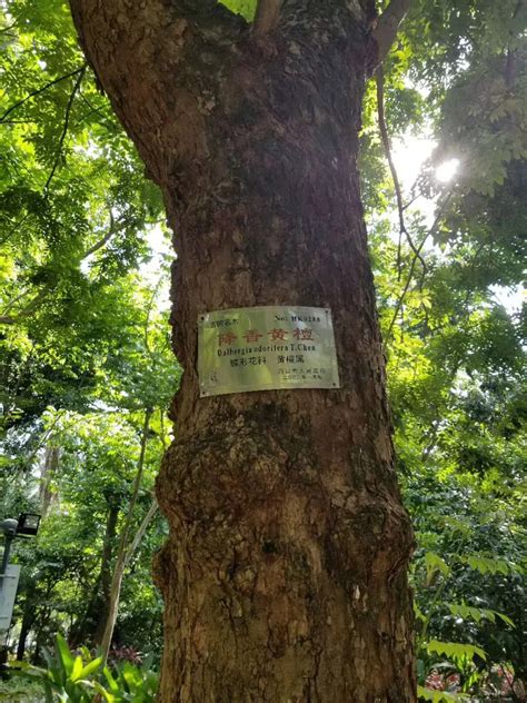 中国十大珍贵树种，名贵树木_木材