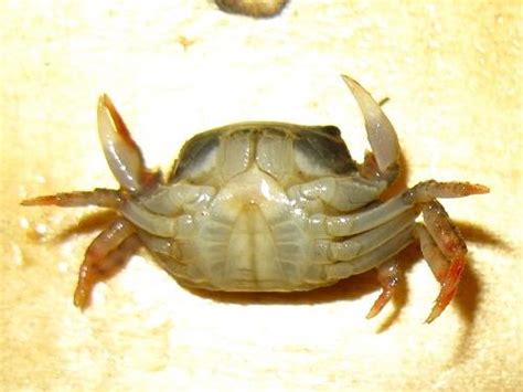 科学网—山上的一种螃蟹——名字待定 - 张珑的博文
