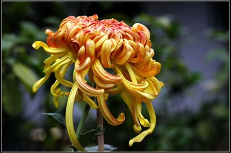 黄菊花的花语是什么？黄菊花的寓意和象征-花卉百科-中国花木网