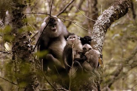 黔金丝猴生活在武陵山脉的什么地方-百度经验