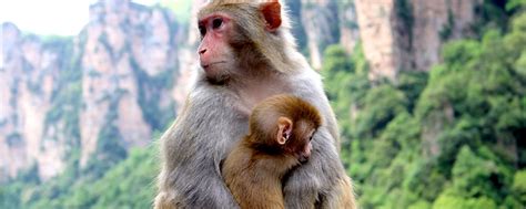 猴生肖是什么年份生的 猴生肖出生年份表 - 万年历