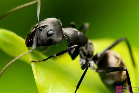 104全职猎人之蚂蚁篇，尼特罗对战蚁王_腾讯视频