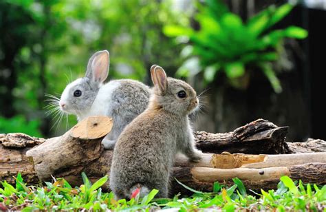 草地上的两只兔子桌面壁纸-壁纸图片大全