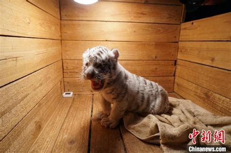 无锡动物园诞生一只白虎宝宝 向全社会征集霸气“虎名”-神州快讯网