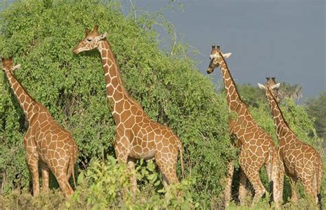 非洲野生动物长颈鹿高清电脑壁纸-壁纸图片大全