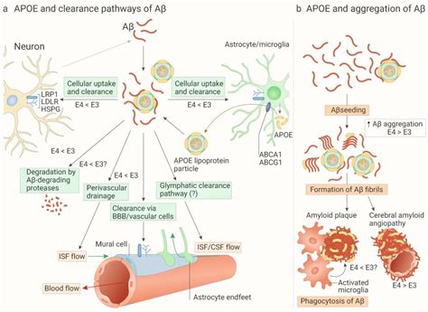 阿尔茨海默症“致病蛋白”APOE 新机制 | MCE_化工仪器网