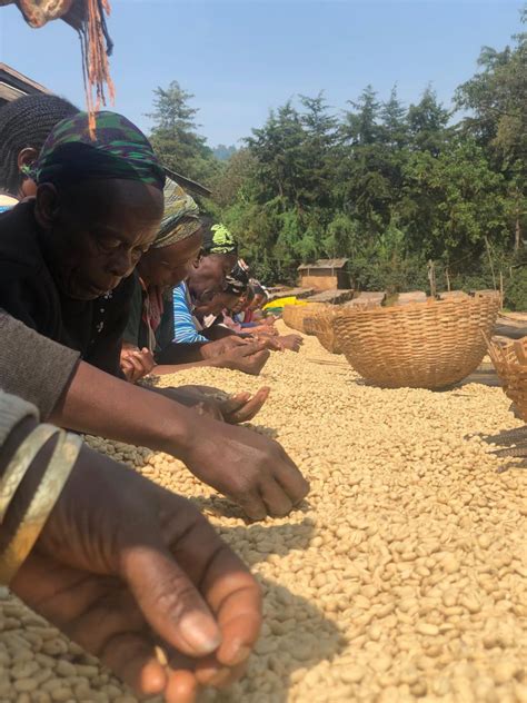 Ethiopian Guji Single Origin Coffee | Sparks Coffee Roasters