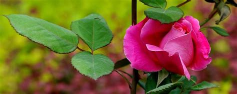 玫瑰刺公园花园荆棘高清图片下载-正版图片320824496-摄图网