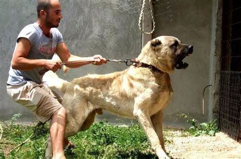 高加索犬和藏獒谁更厉害，高加索犬的体型更大但藏獒更凶猛 - 农宝通
