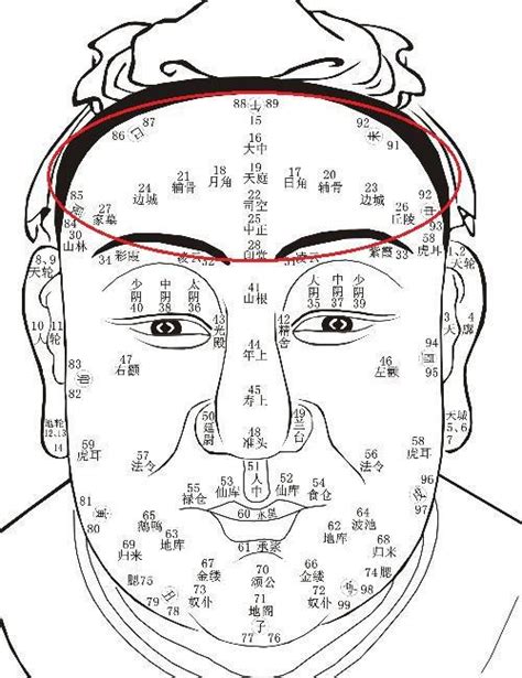 额头部位示意图图片