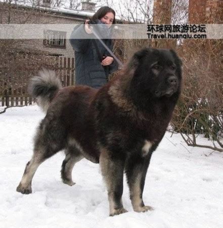 高加索犬世界上最大的狗被称为犬中之王图 – 月蓝宠物网