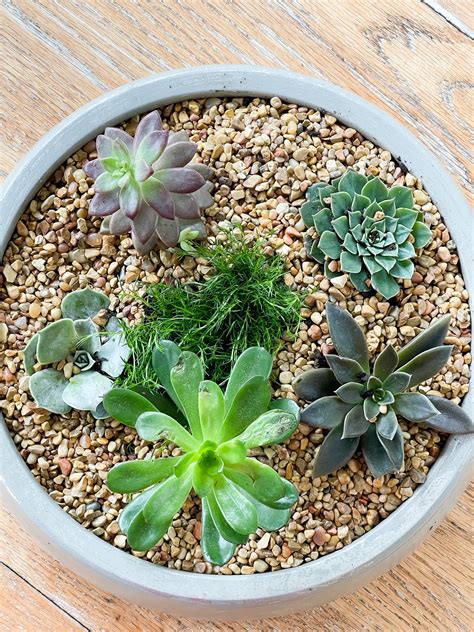 How to Grow Healthy Succulent Plants - World of Succulents