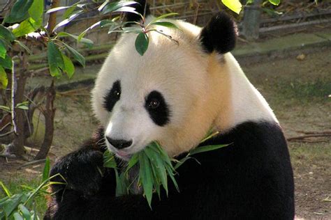 以竹子、胡萝卜为食的大熊猫 为何被称为“食铁兽”？