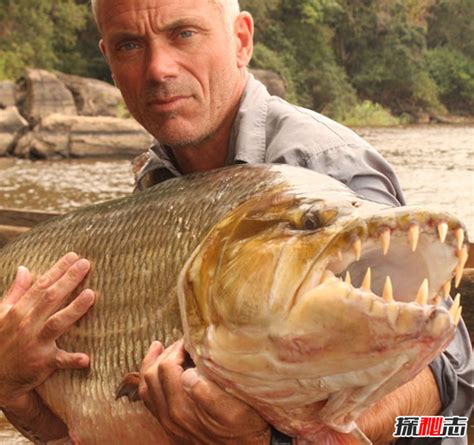 世界上最大的鱼,鱼的种类有哪些,最大的龙鱼_大山谷图库