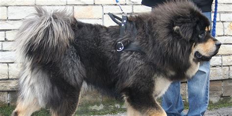 世界十大牧羊犬排名，牧羊犬种类