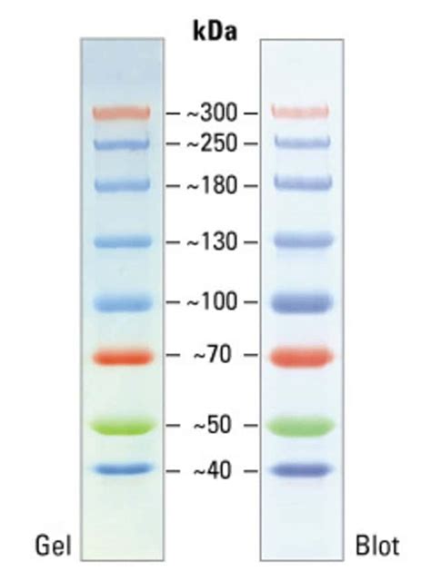 Spectra™ Multicolor High Range Protein Ladder 2 x 250 µL - 炼石商城