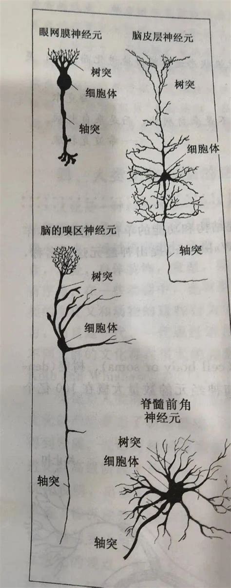 理解神经元背后的数学原理和逻辑回归方程式 - 知乎