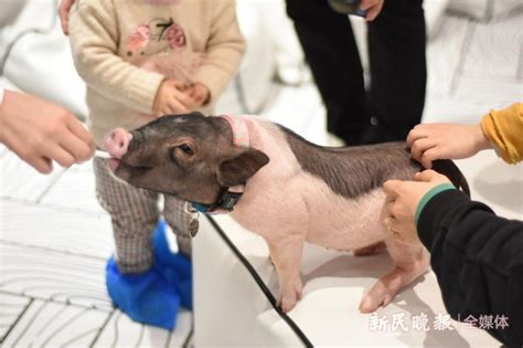 红色猪的图片
