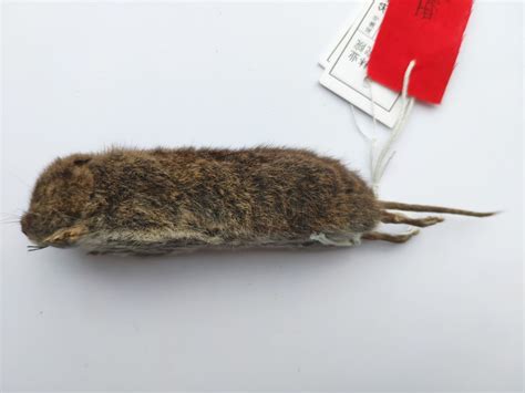 四川田鼠-标本图片库-藏东南动物资源综合考查与重要类群资源评估