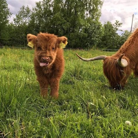 瞧这些可爱的小牛犊子|高地|牛|欧洲野牛_新浪新闻