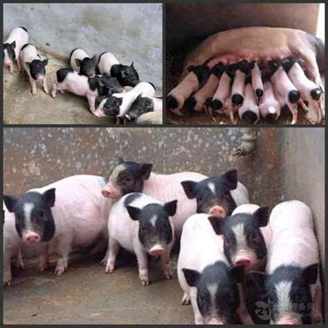 纯种黑母猪价格零售约克夏猪猪仔 济宁 鸿超-食品商务网