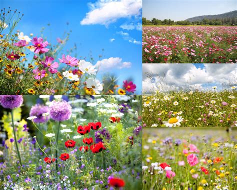 自然风景头像花卉植物,自然风景花花,路自然风景_大山谷图库