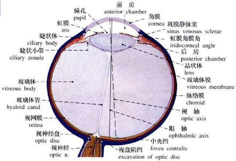 眼部结构图图片