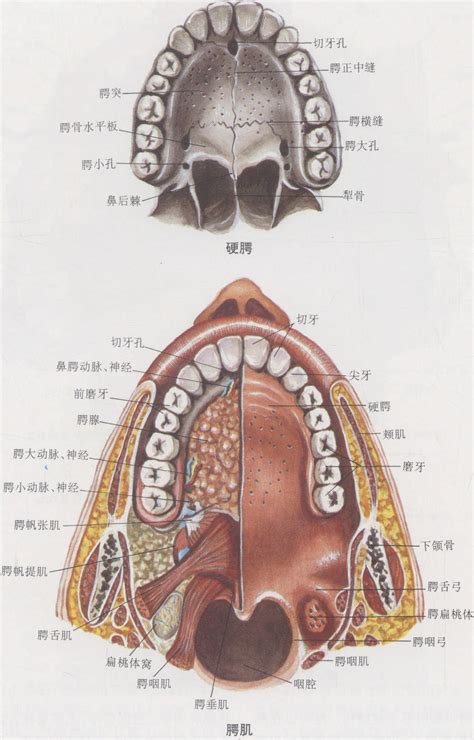 口腔_注解、口腔是什么、解剖学_医学百科