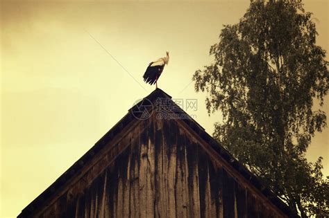 老农村牛棚屋顶上的白鹳高清图片下载-正版图片504069893-摄图网